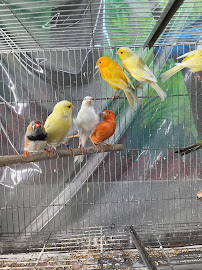 Hacienda La Piedad pet shop - Photo 6 - Car repair in Stockton, CA, Stockton