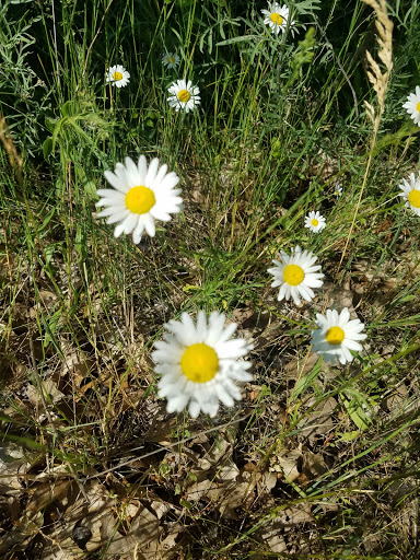 Car Dealer «Vicksburg Chrysler Dodge Jeep Ram», reviews and photos, 13475 Portage Rd, Vicksburg, MI 49097, USA