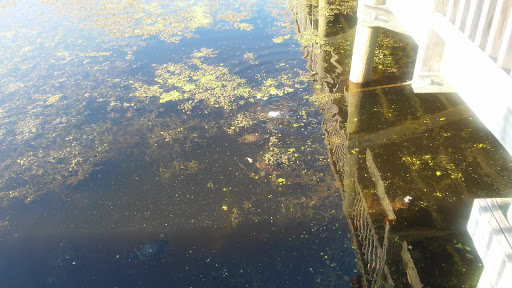 Public Golf Course «Newport News Golf Club at Deer Run», reviews and photos, 901 Clubhouse Way, Newport News, VA 23608, USA