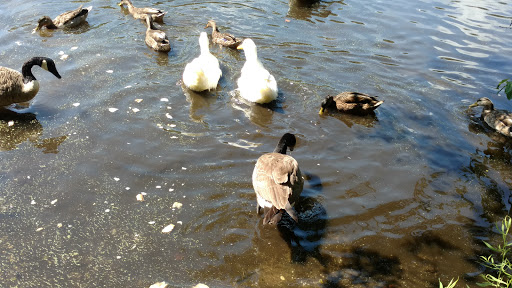 Park «Mansfield Park», reviews and photos, 85 Walker St, Massapequa Park, NY 11762, USA