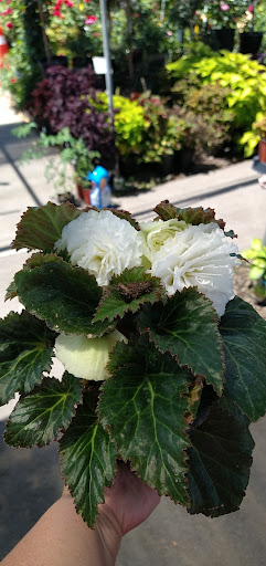 Plant Nursery «San Gabriel Nursery & Florist», reviews and photos, 632 S San Gabriel Blvd, San Gabriel, CA 91776, USA