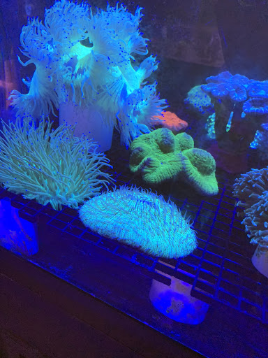 Tropical Fish Store «The Reef Shoppe», reviews and photos, 900 Morris Park Ave, Bronx, NY 10462, USA