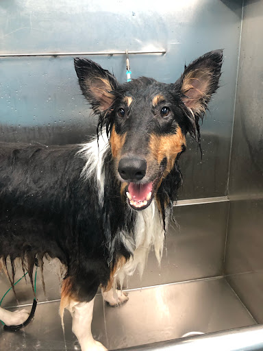 Pet Store «Happy, Clean and Smart», reviews and photos, 5700 W Kilgore Ave, Muncie, IN 47304, USA