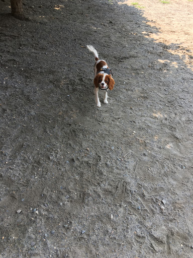 Park «Nunziato Field Dog Park», reviews and photos, Putnam St, Somerville, MA 02143, USA