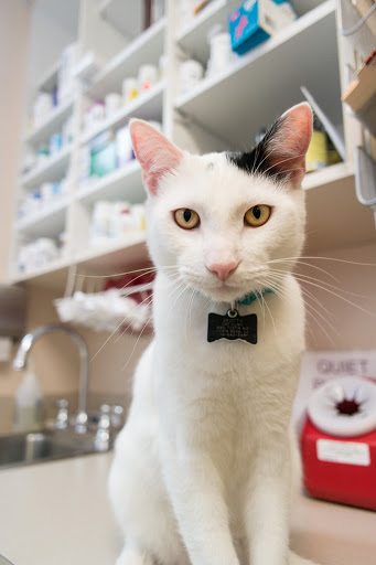 Cat Clinic image