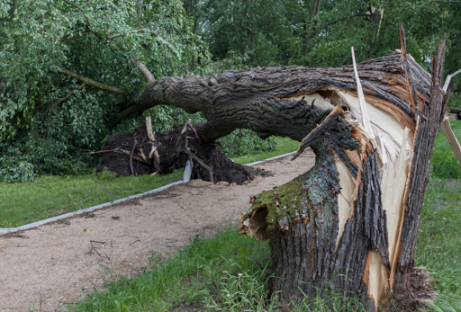 Toronto Tree Removal