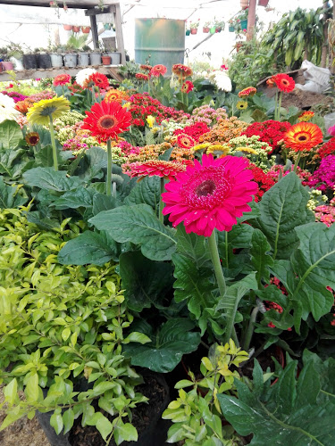 Vivero "El Trébol" Su jardineria