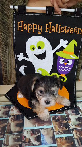 Pet Store «Acuario Piscis», reviews and photos, 3040 W Cermak Rd, Chicago, IL 60623, USA