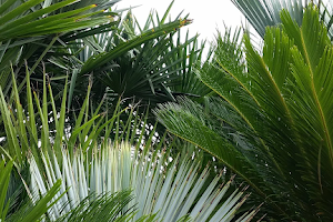 The Palm Tree Company image