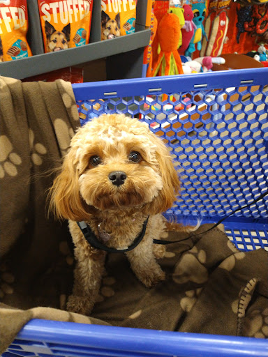 Pet Supply Store «PetSmart», reviews and photos, 400 Mill Creek Dr, Secaucus, NJ 07094, USA