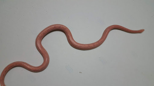 Pet Store «Kalamazoo Reptile Show», reviews and photos, 2900 Lake St, Kalamazoo, MI 49048, USA