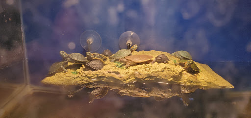 Pet Supply Store «Monrovia Tropical Fish», reviews and photos, 603 W Huntington Dr, Monrovia, CA 91016, USA