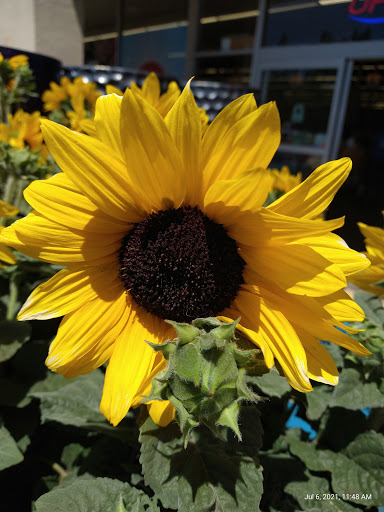 Grocery Store «Grocery Outlet Bargain Market», reviews and photos, 616 Sutton Way, Grass Valley, CA 95945, USA