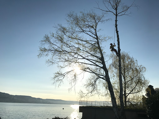 Bäume fällen Zürich