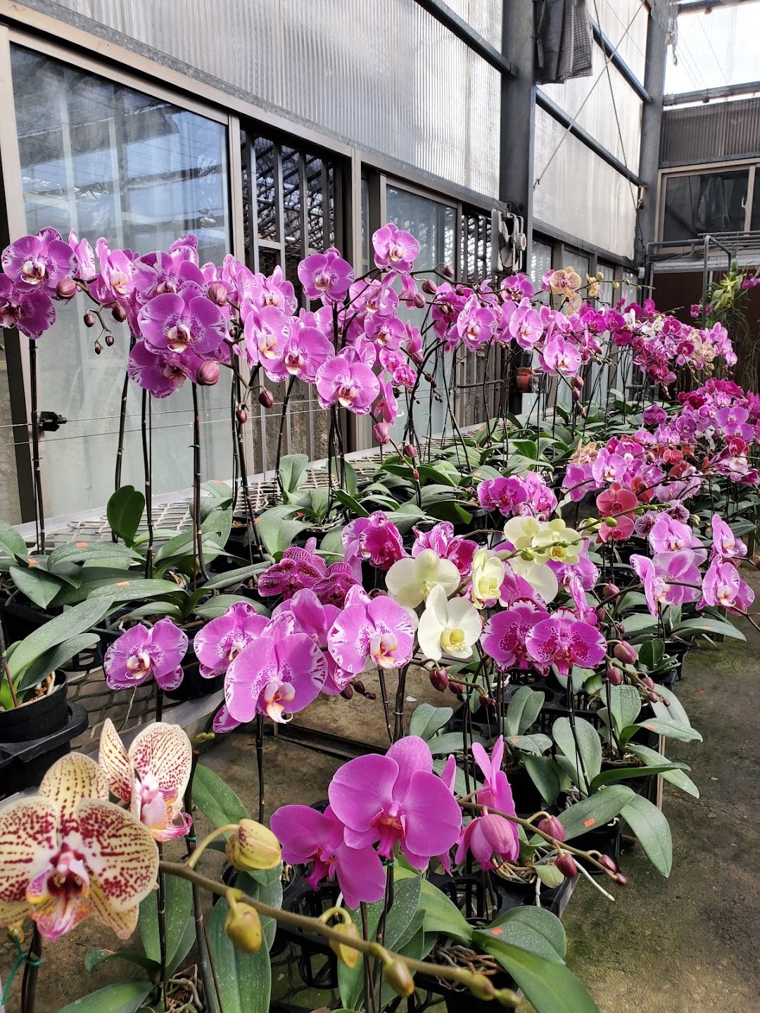 Orquídeas Santo Domingo