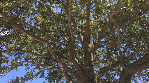 Crape Myrtle Bark Scale 1