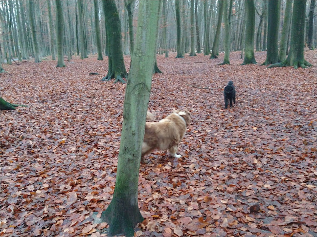 Hondenlosloopzone Speelberg - Leuven