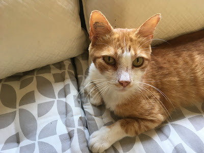 Clinique Veterinaire Les Palmiers à Sanary-sur-Mer
