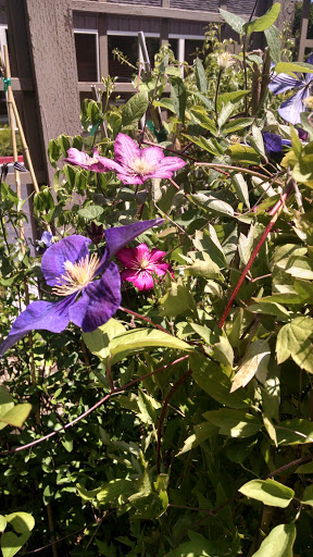 Garden Center «Ladera Garden & Gifts», reviews and photos, 3130 Alpine Rd #380, Portola Valley, CA 94028, USA