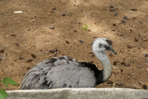 Zoo «Salisbury Zoological Park», reviews and photos, 755 S Park Dr, Salisbury, MD 21804, USA