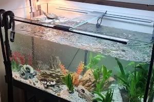 MB Store | Fish Tanks image