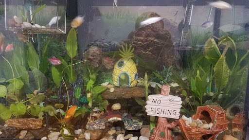 Pet Store «Petland Discounts - Parkchester», reviews and photos, 1949 Westchester Ave, Bronx, NY 10462, USA