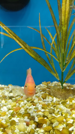 Pet Supply Store «Pet Supplies Plus», reviews and photos, 1170 Walton Blvd, Rochester Hills, MI 48307, USA