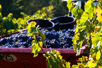 SCA de Vinification Megier Sabran à Sabran