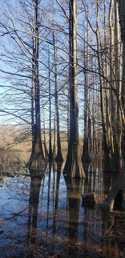 Goose Pond Cypress Slough Nature Preserve