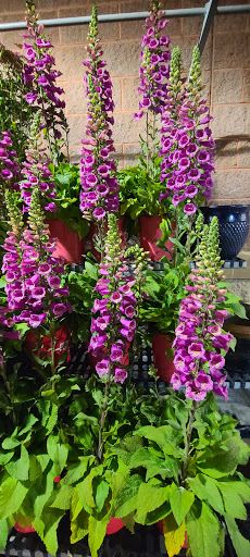 Supermarket «Price Chopper», reviews and photos, 251 Kennedy Dr, Putnam, CT 06260, USA