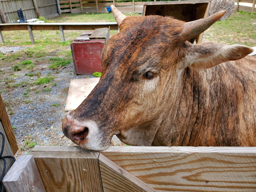 Theme Park «Frontier Town Western Theme Park», reviews and photos, 8428 Stephen Decatur Hwy, Berlin, MD 21811, USA