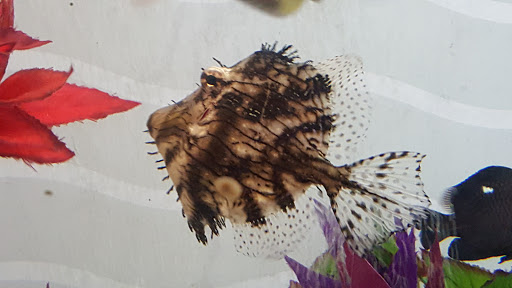 Aquarium «Team ECCO Ocean Center & Aquarium», reviews and photos, 511 N Main St, Hendersonville, NC 28792, USA