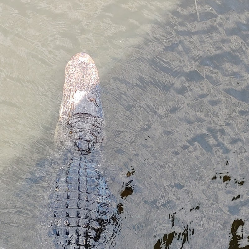 Alligator Kapok Park