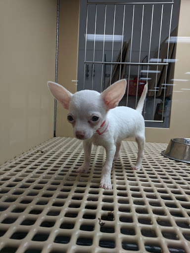 Pet Store «Petland Las Vegas», reviews and photos, 8800 W Charleston Blvd #3, Las Vegas, NV 89145, USA