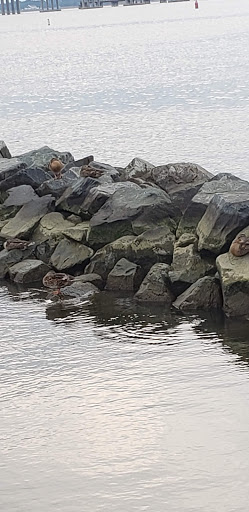 Tourist Attraction «Choptank River Lighthouse», reviews and photos, 100 High St, Cambridge, MD 21613, USA