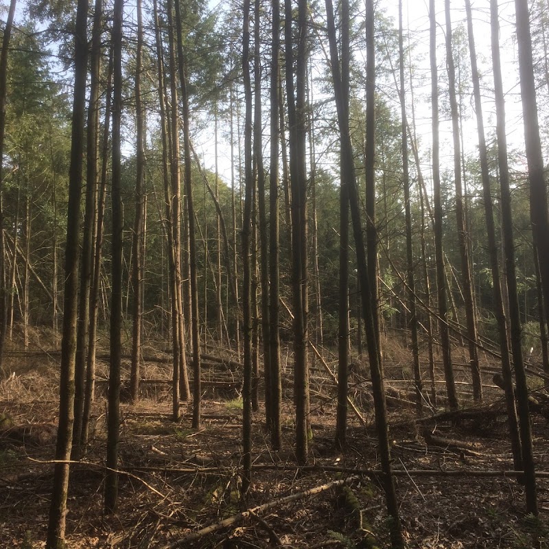 Boswachterij De Vuursche