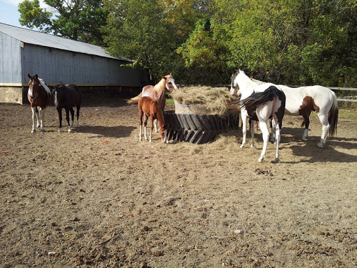 Tack Shop «3 Gems Tack & Stables», reviews and photos, 1175 85th Ave NW, Moorhead, MN 56560, USA