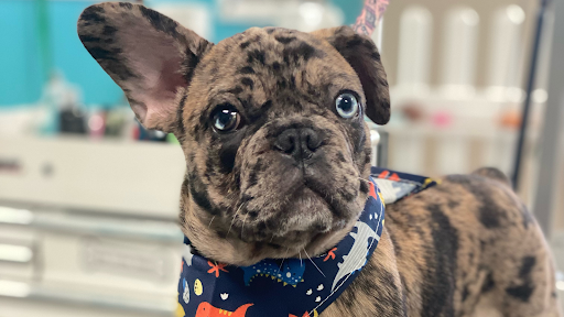 Pets Place Grooming, 1272 SW California Blvd, Port St Lucie, FL 34953, USA, 