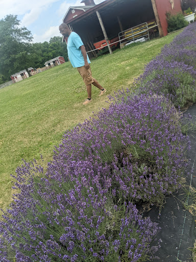 Gift Shop «Hidden Spring Lavender Farm and Gift Shoppe», reviews and photos, 890 Belle Mead-Blawenburg Rd, Skillman, NJ 08558, USA