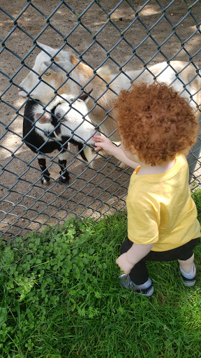 Zoo «Animal Farm Petting Zoo», reviews and photos, 296 Wading River Rd, Manorville, NY 11949, USA