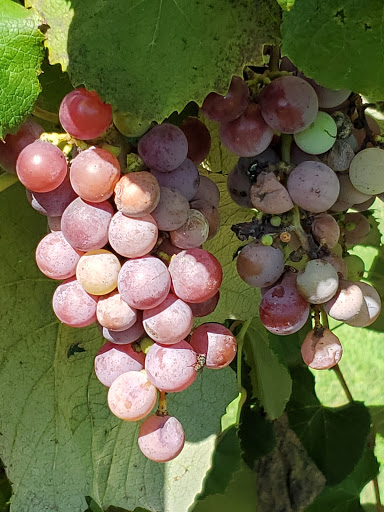 Vineyard «Stone Pillar Vineyard & Winery», reviews and photos, 11000 S Woodland St, Olathe, KS 66061, USA