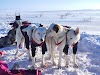 Nanouak Dogsledding Norway Logo, Varangerbotn Na Ɔkyerɛwee, Norway, Adventure Sport