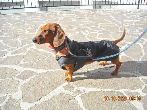 Pensioni per cani e dog hotel a TALUS