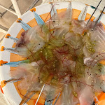 Photo n°2 de l'avis de Tasha.a fait le 15/06/2023 à 10:09 sur le  Casa tua Sorrento à Sorrento