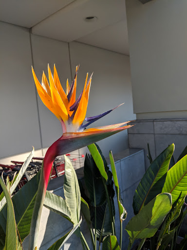 Shopping Mall «Westcliff Plaza», reviews and photos, 1000-1150 Irvine Ave, Newport Beach, CA 92660, USA