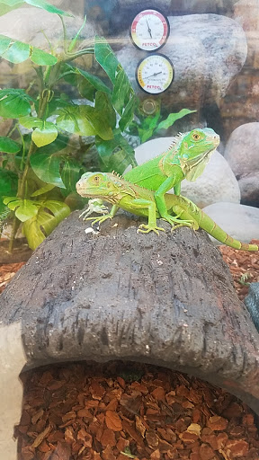 Pet Supply Store «Petco Animal Supplies», reviews and photos, 9230 Old Keene Mill Rd b, Burke, VA 22015, USA