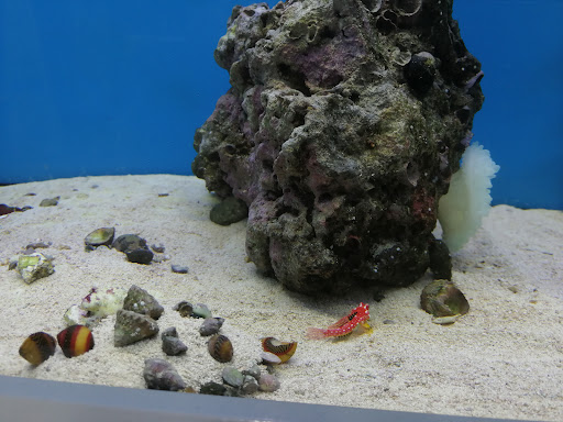 Pet Supply Store «Pet Club Rancho Cordova», reviews and photos, 2344 Sunrise Blvd, Rancho Cordova, CA 95670, USA