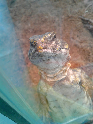 Pet Supply Store «D & D Pet Center», reviews and photos, 8813 Michigan Ave, Detroit, MI 48210, USA