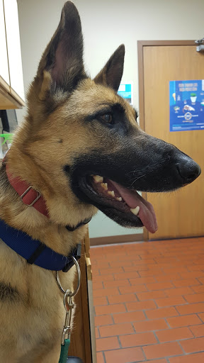 Northgate Small Animal Hospital: Edgar Amy DVM image