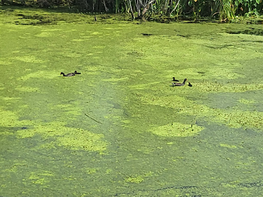 Nature Preserve «Lake Apopka Wildlife Drive», reviews and photos, 2803 Lust Rd, Apopka, FL 32703, USA